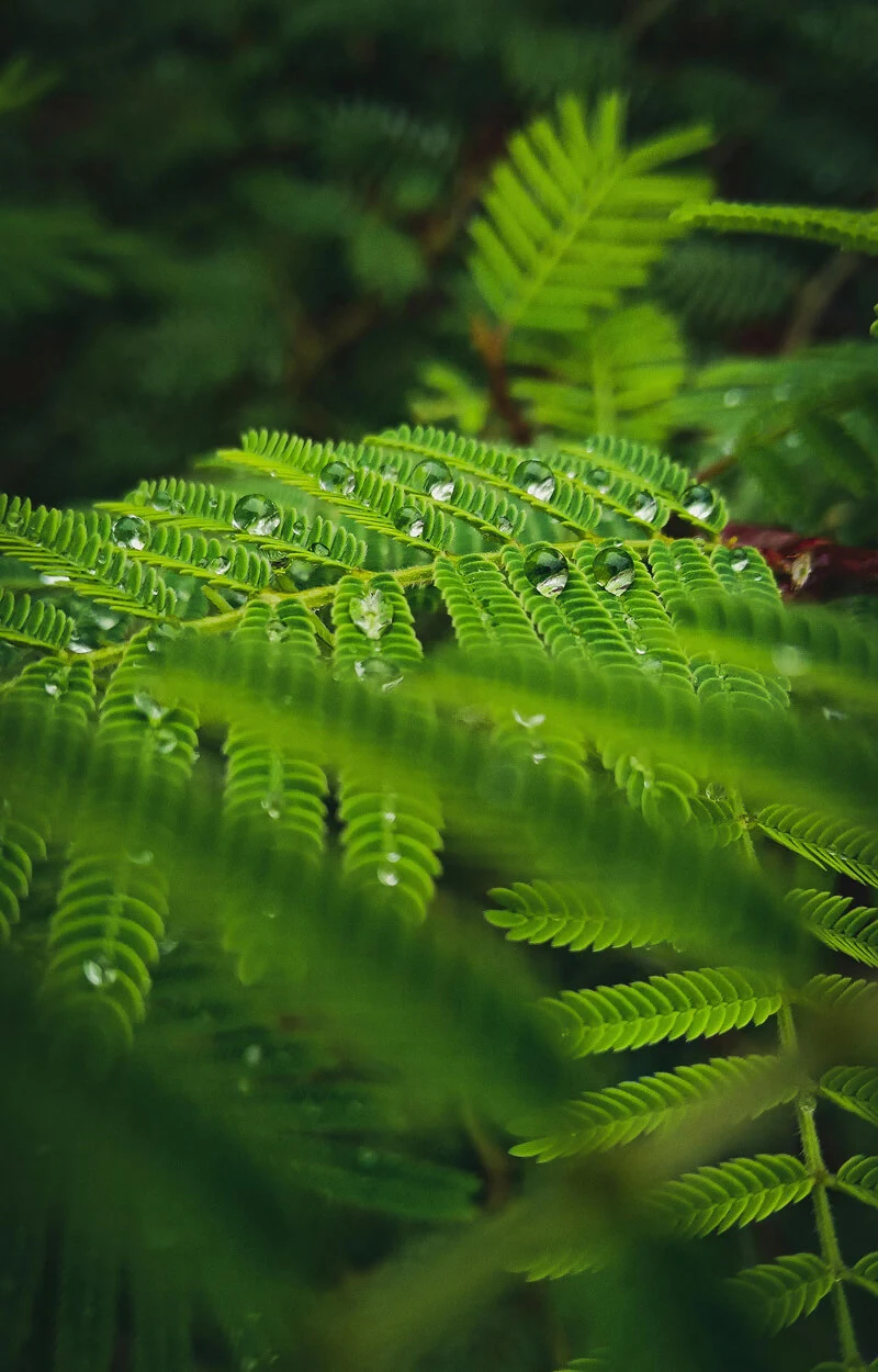 Natureza